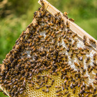 Bee Inspired Program