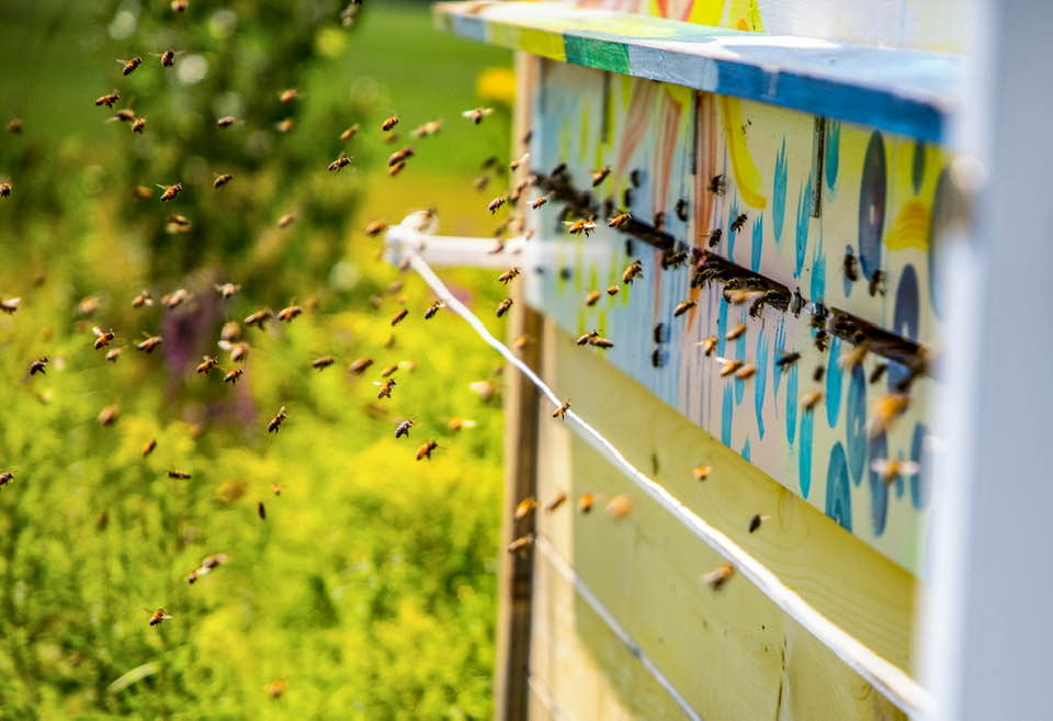 Bee Inspired Program