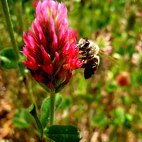 Bee Inspired Program