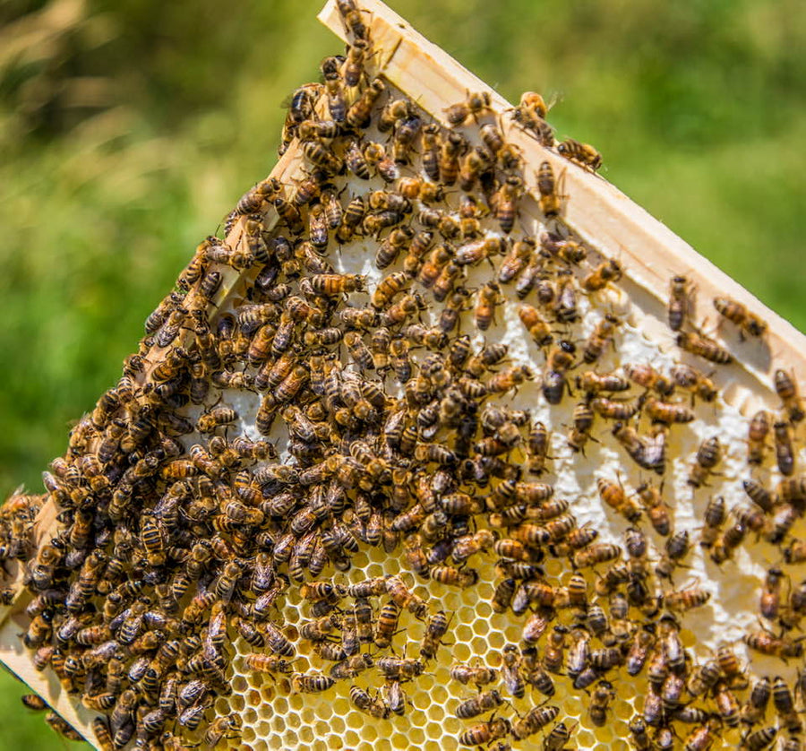 Bee Inspired Program