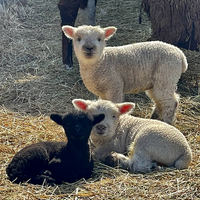 Garden Love Wool Pellets™ Stocking Stuffer!