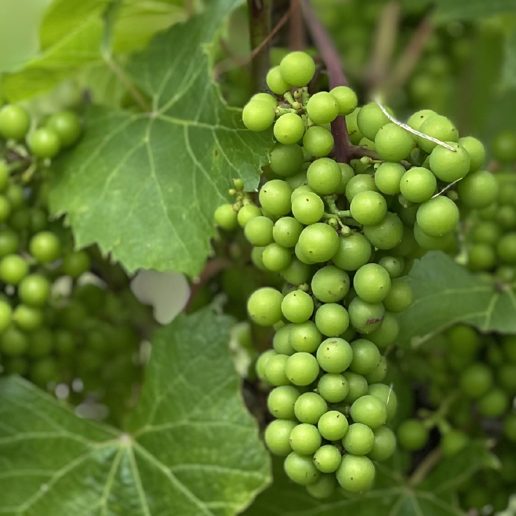 Votre vignoble personnel