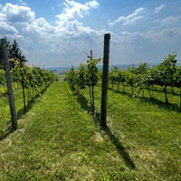 Votre vignoble personnel